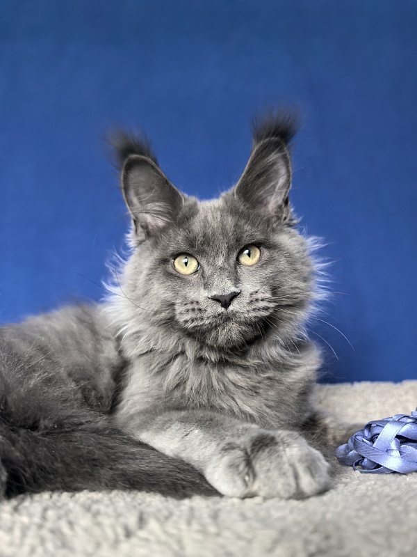 Wild Cat Akbars - Kitten maine-coon 3 months 4 weeks