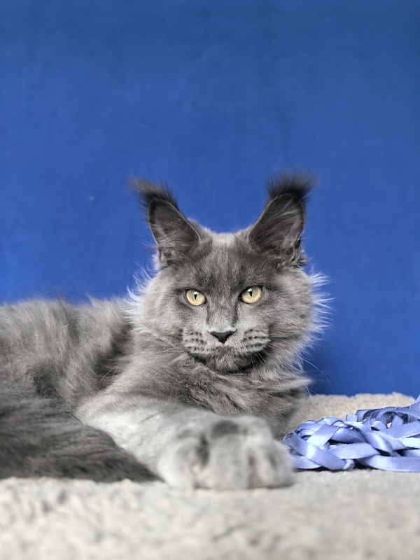 Wild Cat Akbars - Kitten maine-coon 3 months 4 weeks