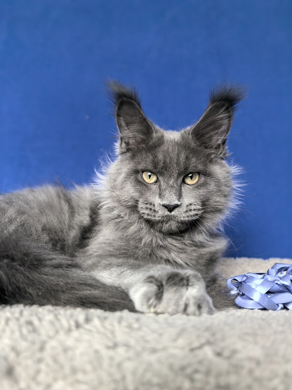 Wild Cat Akbars - Kitten maine-coon 3 months 4 weeks