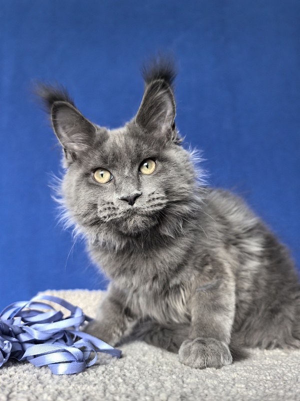 Wild Cat Akbars - Kitten maine-coon 3 months 4 weeks
