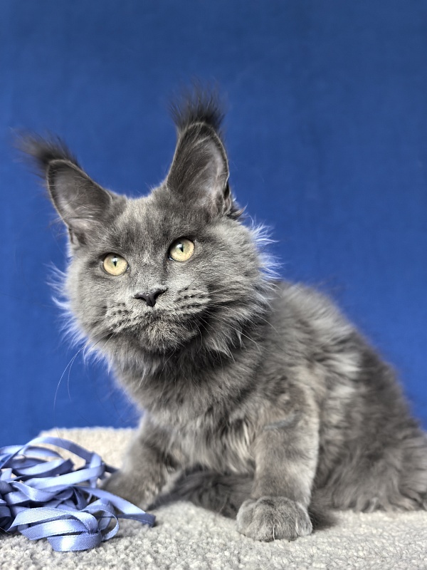 Wild Cat Akbars - Kitten maine-coon 3 months 4 weeks