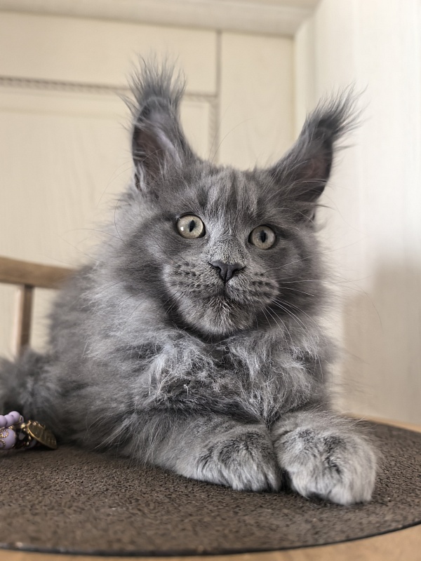 Wild Cat Akbars - Kitten maine-coon 2 months 3 weeks
