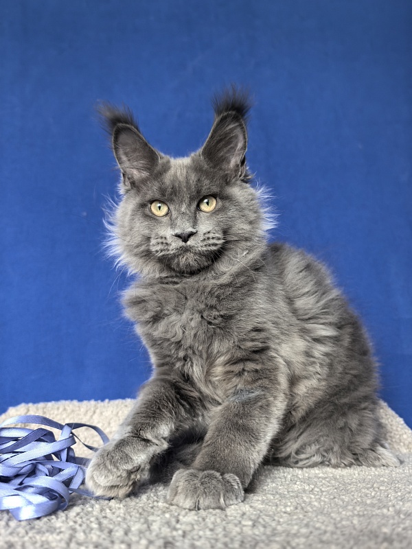 Wild Cat Akbars - Kitten maine-coon 3 months 4 weeks