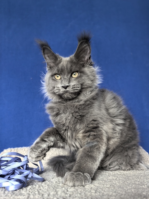 Wild Cat Akbars - Kitten maine-coon 3 months 4 weeks