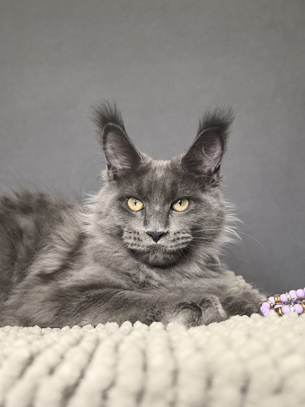 Wild Cat Akbars - Kitten maine-coon 4.5 months