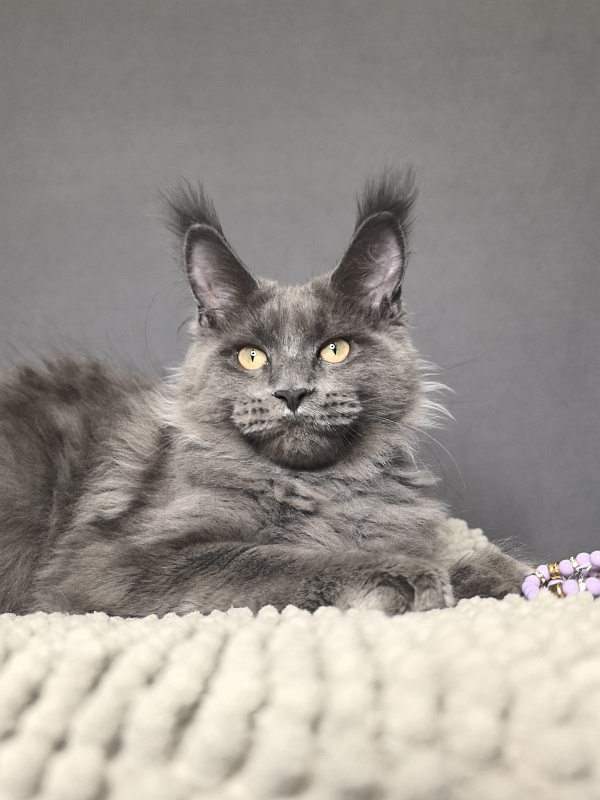 Wild Cat Akbars - Kitten maine-coon 4.5 months