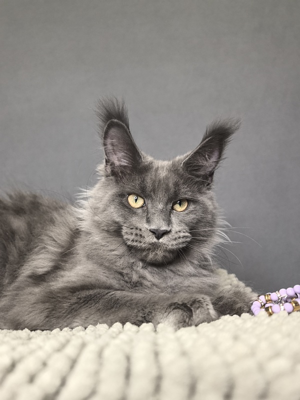 Wild Cat Akbars - Kitten maine-coon 4.5 months