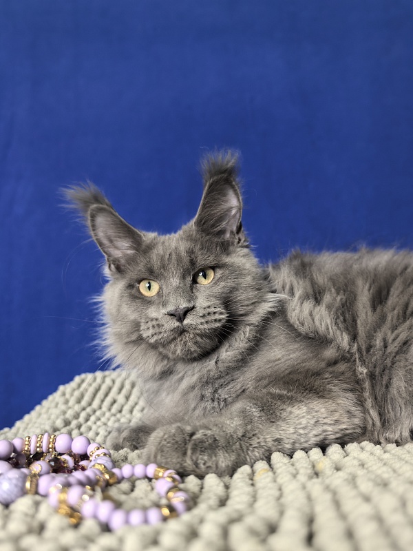 Wild Cat Akbars - Kitten maine-coon 4 months 1 week