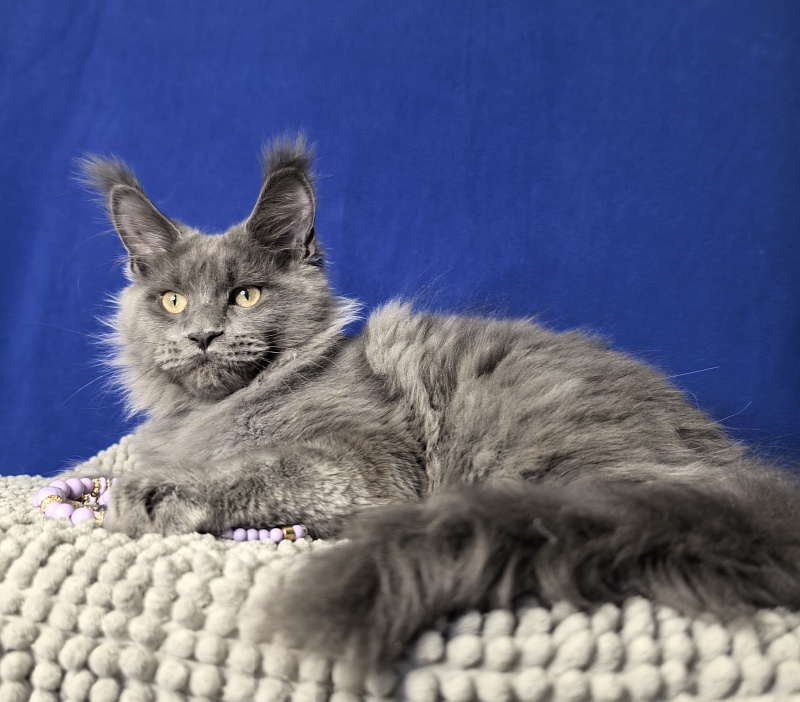 Wild Cat Akbars - Kitten maine-coon 4 months 1 week