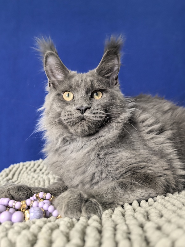 Wild Cat Akbars - Kitten maine-coon 4 months 1 week