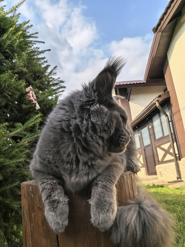 Wild Cat Akbars - Kitten maine-coon 6 months 3.5 weeks