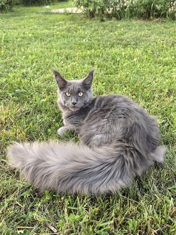 Wild Cat Akbars - Kitten maine-coon 6 months 3.5 weeks