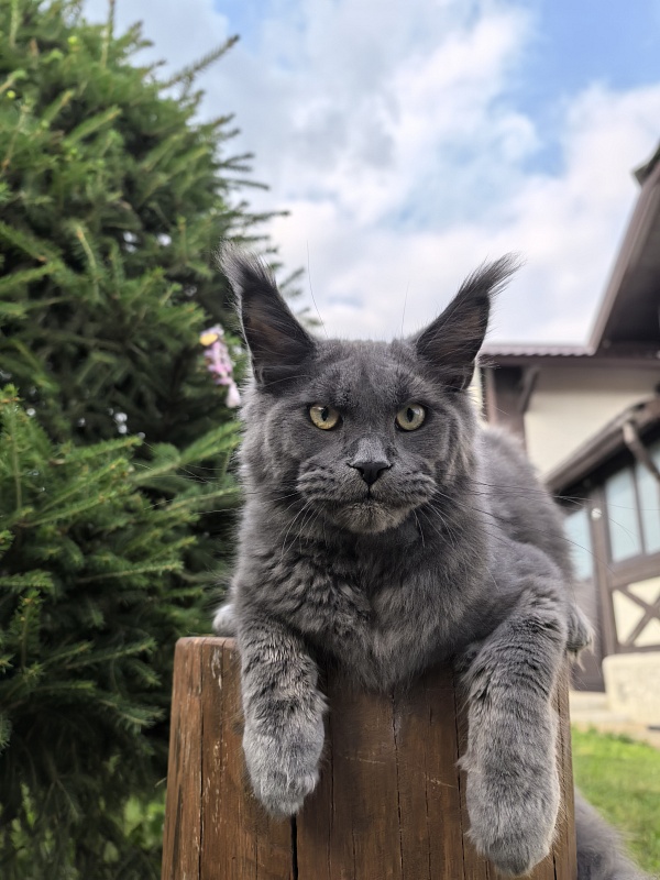 Wild Cat Akbars - Kitten maine-coon 6 months 3.5 weeks