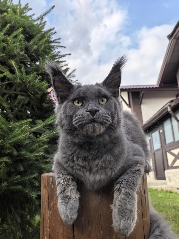 Wild Cat Akbars - Kitten maine-coon 6 months 3.5 weeks