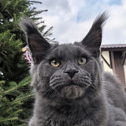 Wild Cat Akbars