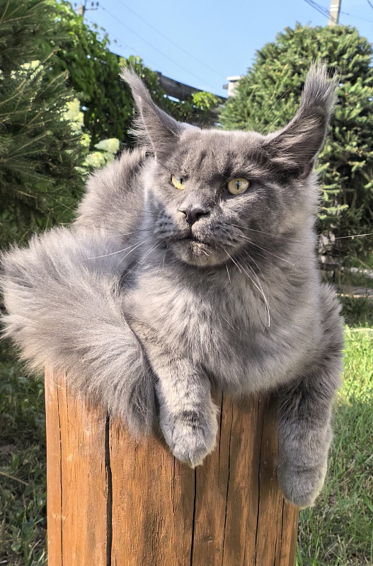 Wild Cat Akbars - Junior maine-coon 7 months 2 weeks