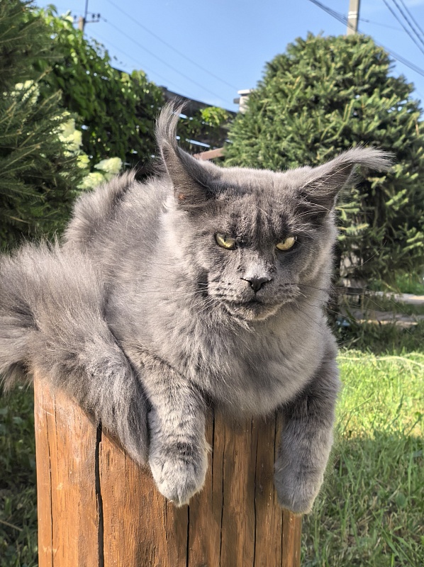 Wild Cat Akbars - Junior maine-coon 7 months 2 weeks