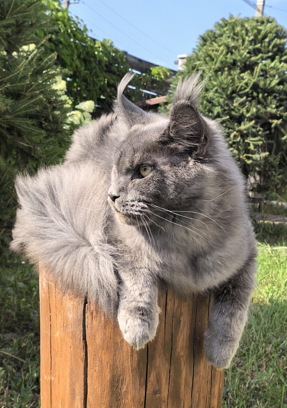 Wild Cat Akbars - Junior maine-coon 7 months 2 weeks
