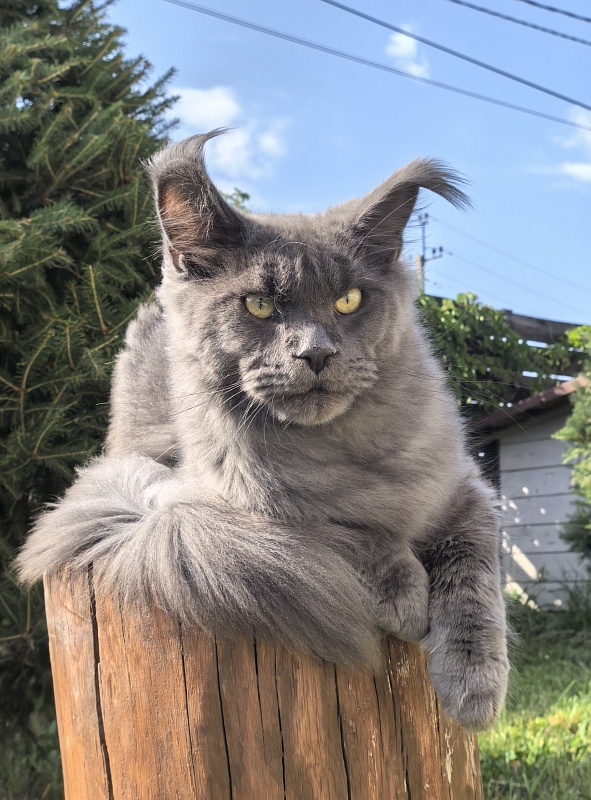 Wild Cat Akbars - Junior maine-coon 7 months 2 weeks