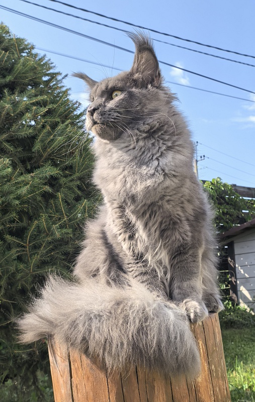 Wild Cat Akbars - Junior maine-coon 7 months 2 weeks