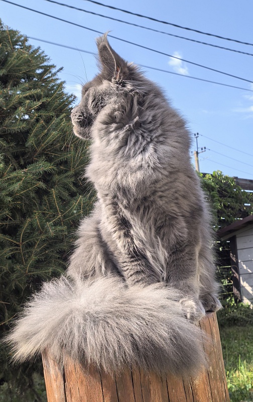 Wild Cat Akbars - Junior maine-coon 7 months 2 weeks