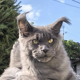 Wild Cat Akbars