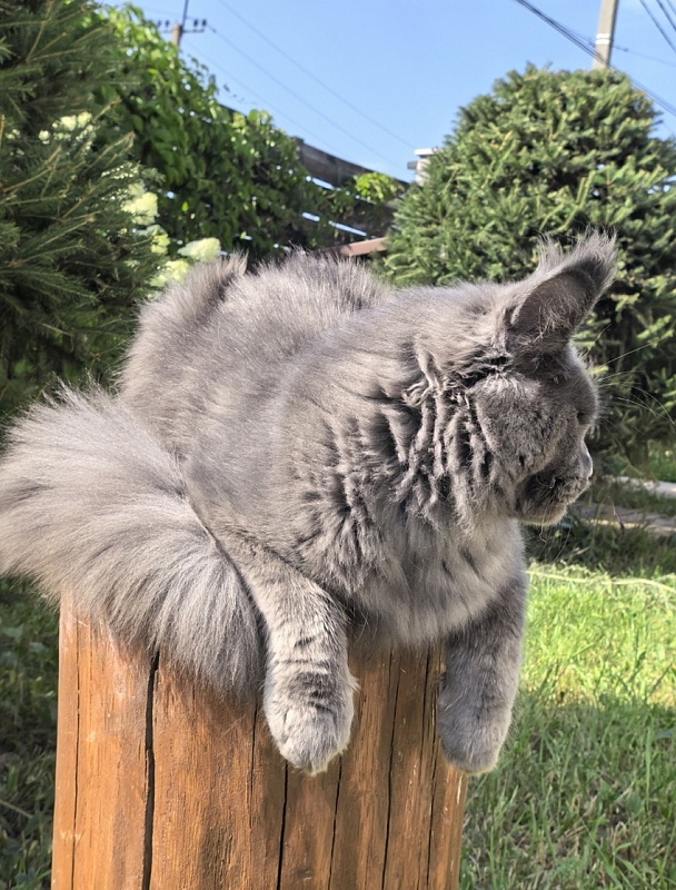 Wild Cat Akbars - Junior maine-coon 7 months 2 weeks