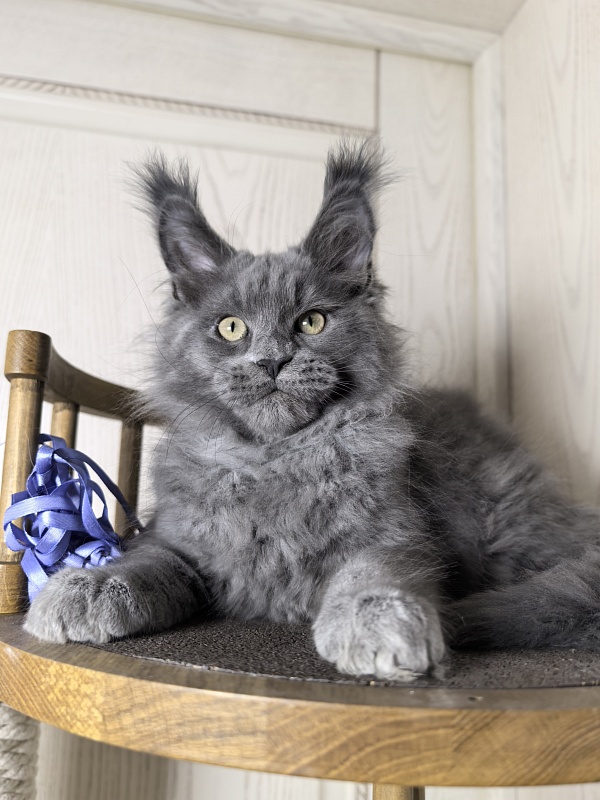 Wild Cat Akbars - Kitten maine-coon 3 months 0.5 weeks