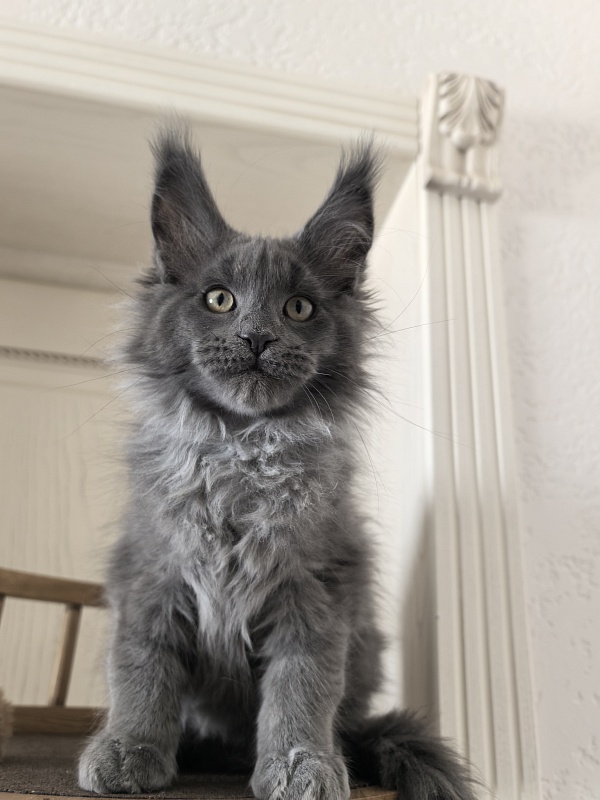 Wild Capriz Akbars - Kitten maine-coon 2 months 3 weeks