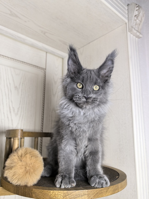 Wild Capriz Akbars - Kitten maine-coon 3 months 0.5 weeks
