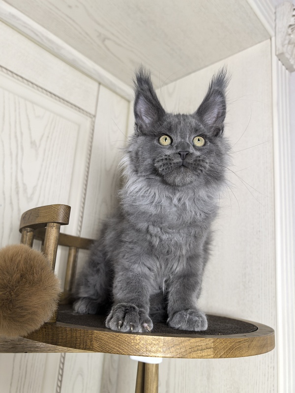 Wild Capriz Akbars - Kitten maine-coon 3 months 0.5 weeks