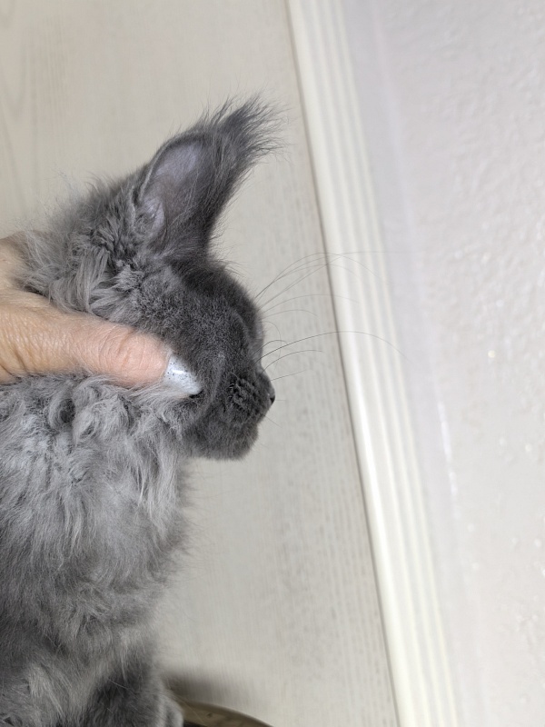 Wild Capriz Akbars - Kitten maine-coon 3 months 0.5 weeks