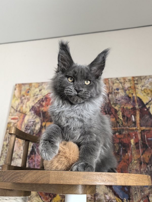 Wild Capriz Akbars - Kitten maine-coon 3 months 1 week