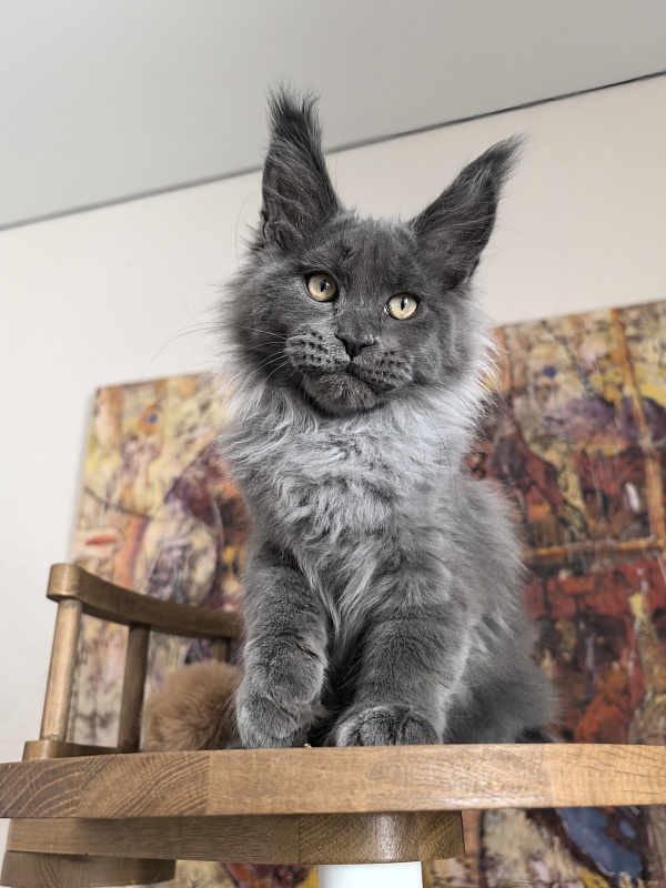 Wild Capriz Akbars - Kitten maine-coon 3 months 1 week