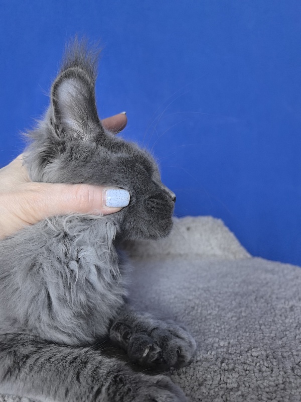 Wild Capriz Akbars - Kitten maine-coon 3 months 2.5 weeks