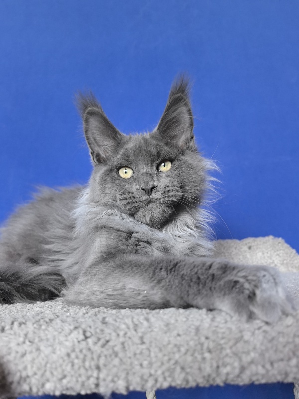 Wild Capriz Akbars - Kitten maine-coon 3 months 2.5 weeks