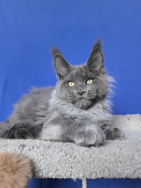 Wild Capriz Akbars - Kitten maine-coon 3 months 2.5 weeks