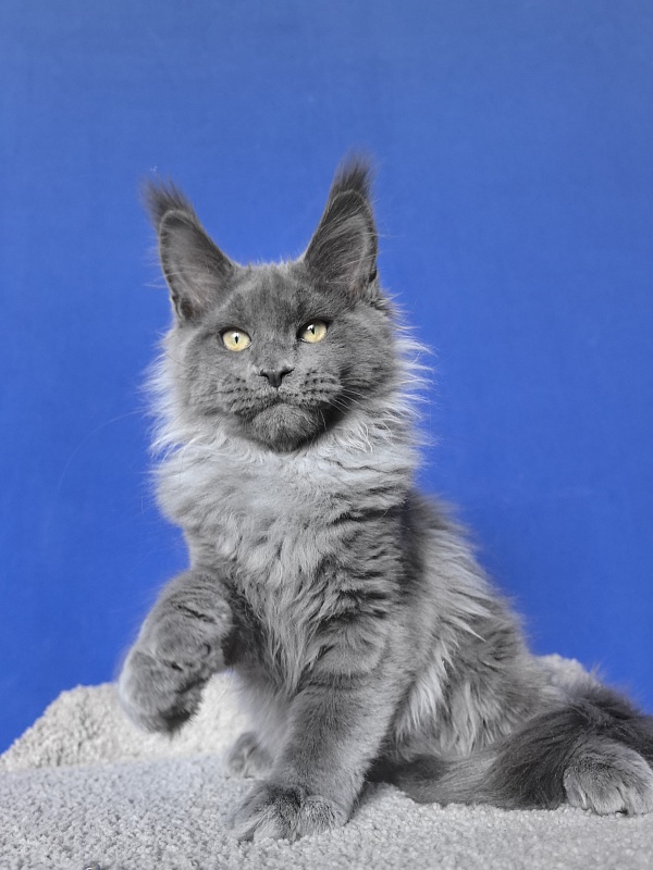 Wild Capriz Akbars - Kitten maine-coon 3 months 2.5 weeks