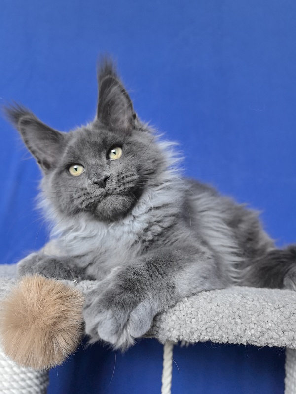 Wild Capriz Akbars - Kitten maine-coon 3 months 2.5 weeks