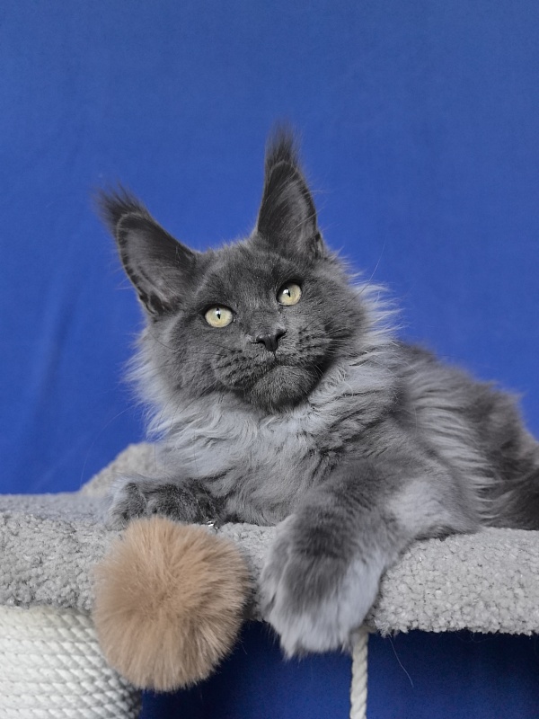 Wild Capriz Akbars - Kitten maine-coon 3 months 2.5 weeks