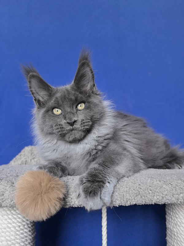 Wild Capriz Akbars - Kitten maine-coon 3 months 2.5 weeks