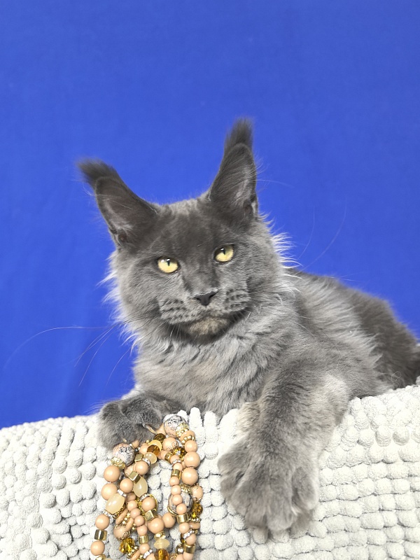Wild Capriz Akbars - Kitten maine-coon 4 months 3 weeks