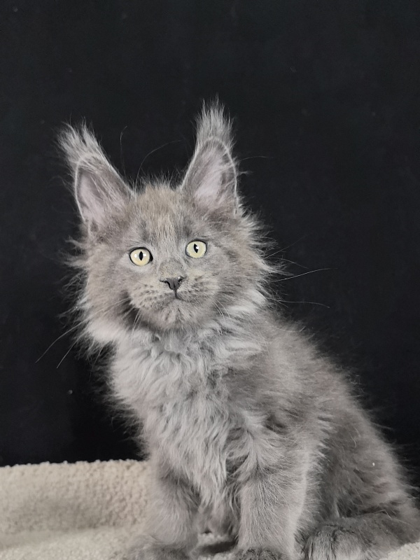 Wild Capriz Akbars - Kitten maine-coon 2 months 0.5 weeks