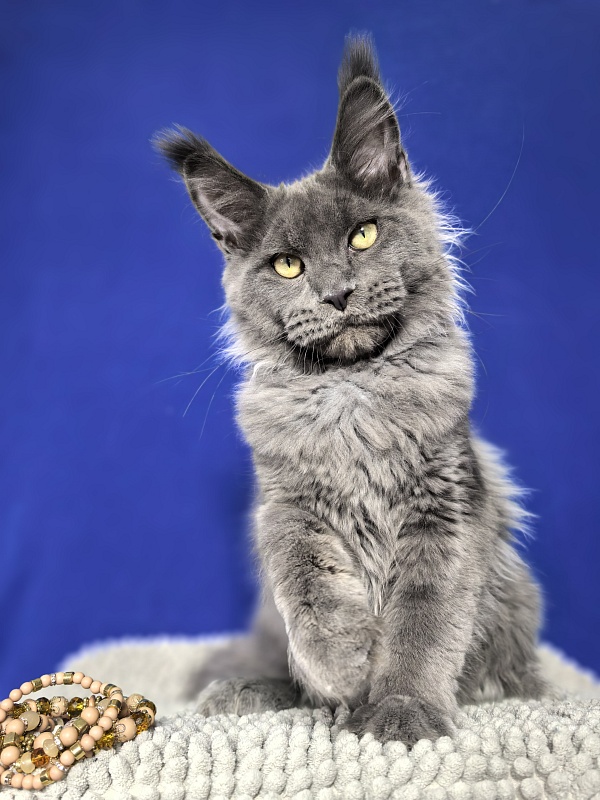 Wild Capriz Akbars - Kitten maine-coon 4 months 3 weeks