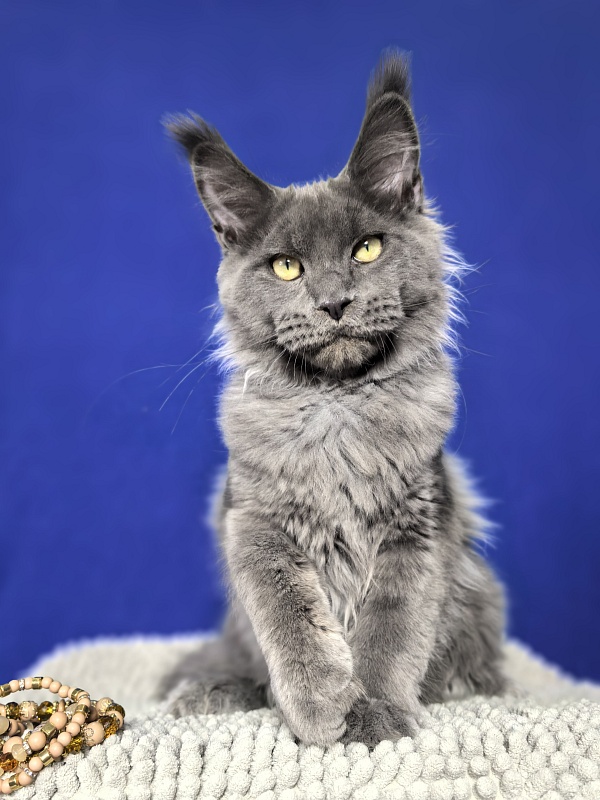 Wild Capriz Akbars - Kitten maine-coon 4 months 3 weeks