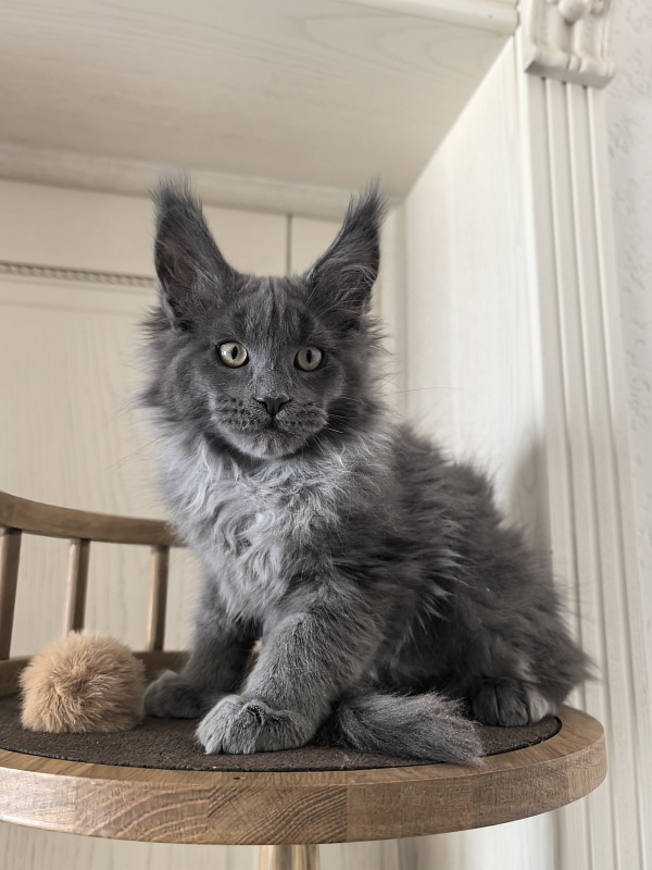 Wild Capriz Akbars - Kitten maine-coon 2 months 3 weeks