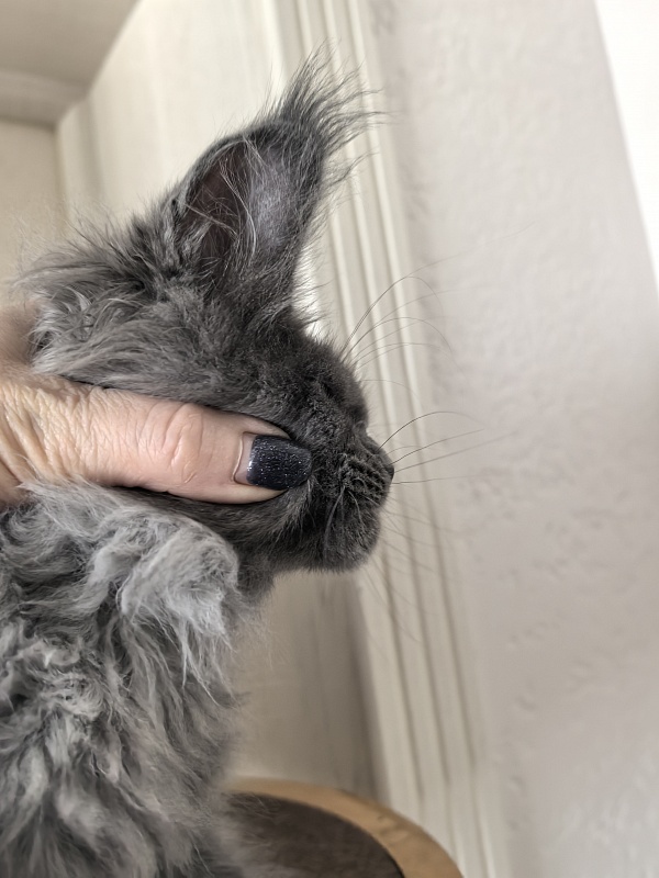 Wild Tim Akbars - Kitten maine-coon 2 months 3 weeks