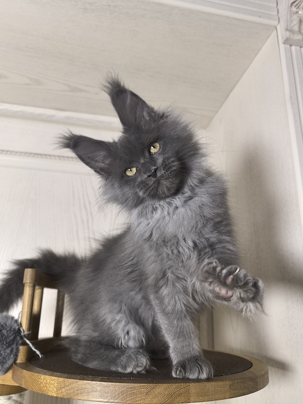 Wild Tim Akbars - Kitten maine-coon 3 months 0.5 weeks