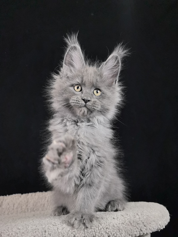 Wild Tim Akbars - Kitten maine-coon 2 months 0.5 weeks