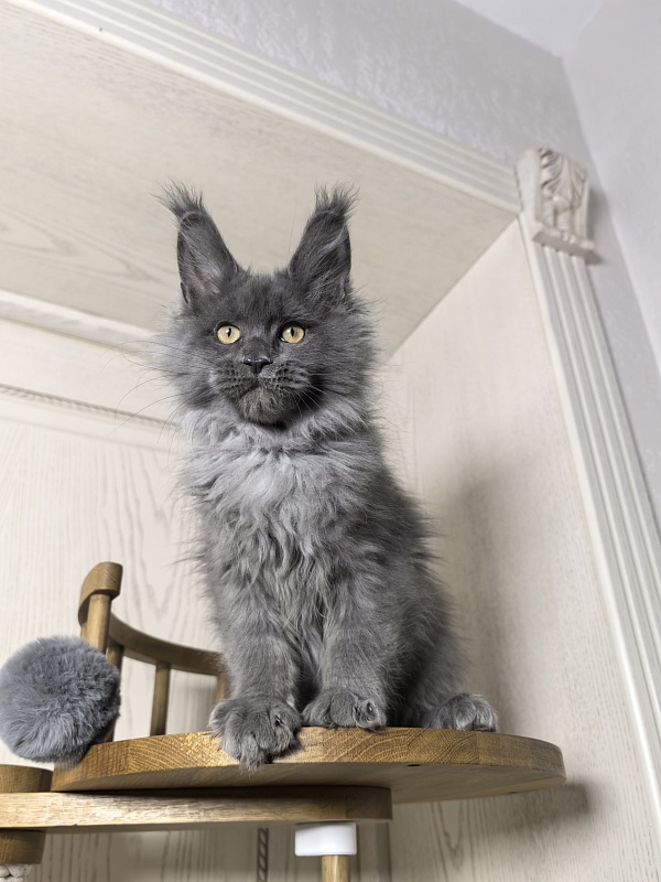 Wild Tim Akbars - Kitten maine-coon 3 months 0.5 weeks